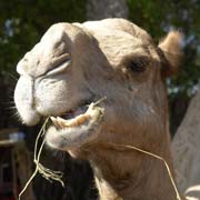 Chewing camel